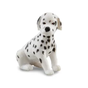 Dalmatian Puppy